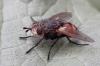 Peleteria rubescens